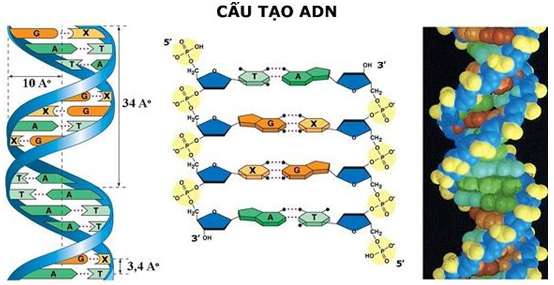 Đặc điểm cấu tạo của ADN (ảnh 2)