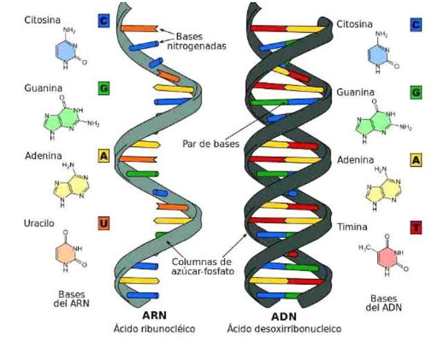 Đặc điểm cấu tạo của ARN khác với ADN là?