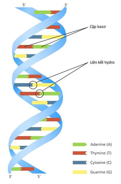 Đặc điểm cấu tạo của ARN khác với ADN là? (ảnh 2)