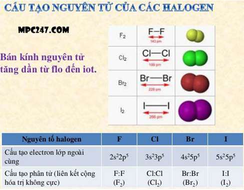 Đặc điểm chung của các đơn chất halogen