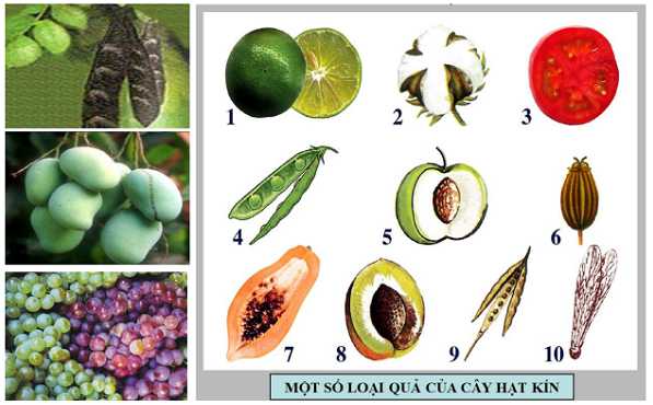 Đặc điểm chung của thực vật hạt kín, hạt trần là gi?  (ảnh 5)