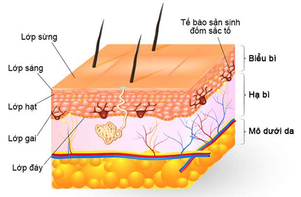 Đặc điểm nào của da giúp da thực hiện được chức năng bảo vệ?