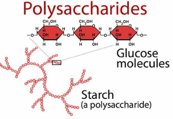 Đặc điểm nào nêu dưới đây làm cho đường đa (polysaccharide) có chức năng cấu trúc?