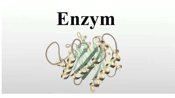 Đặc điểm nào sau đây không phải của enzim?