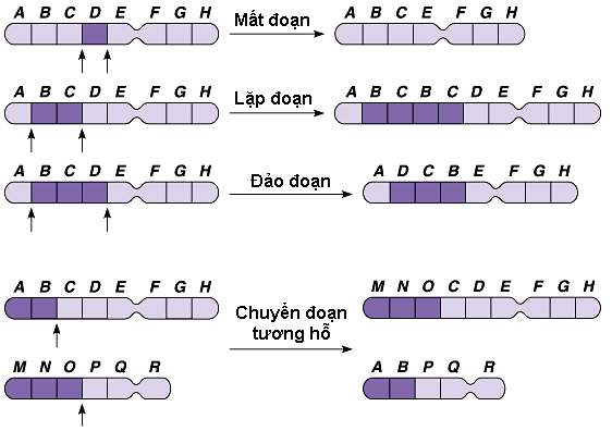 Dạng đột biến cấu trúc nhiễm sắc thể có vai trò quan trọng trong quá trình hình thành loài mới là (ảnh 2)