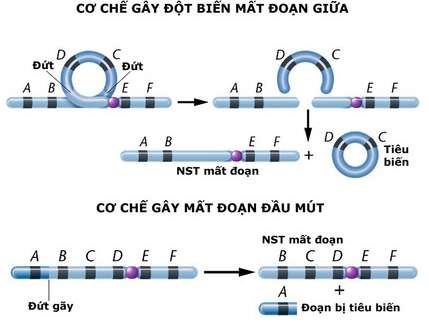 Dạng đột biến cấu trúc nhiễm sắc thể có vai trò quan trọng trong quá trình hình thành loài mới là (ảnh 3)