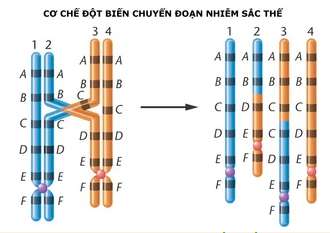 Dạng đột biến cấu trúc nhiễm sắc thể có vai trò quan trọng trong quá trình hình thành loài mới là (ảnh 5)