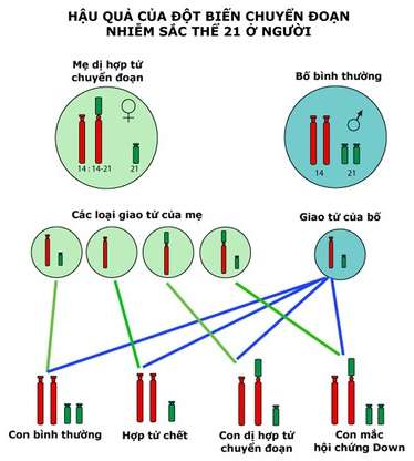 Dạng đột biến cấu trúc nhiễm sắc thể có vai trò quan trọng trong quá trình hình thành loài mới là (ảnh 7)
