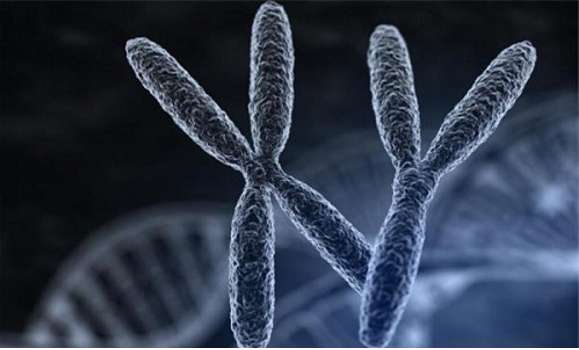   Dạng đột biến nào của nhiễm sắc thể làm giảm vật chất di truyền