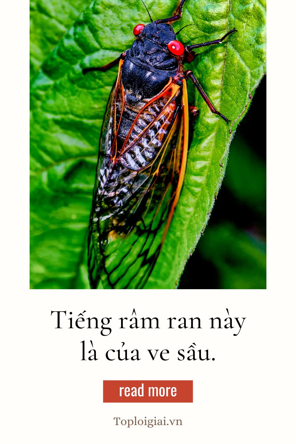 Hoàn thành 20 câu với từ Râm Ran gần gũi với học sinh lớp 2