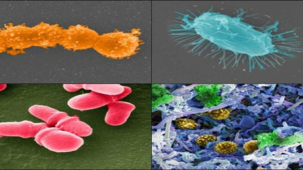 Để biết được chính xác từng loài và mối quan hệ họ hàng của các loại vi sinh vật, các nhà khoa học thường sử dụng các đặc điểm nào sau đây?