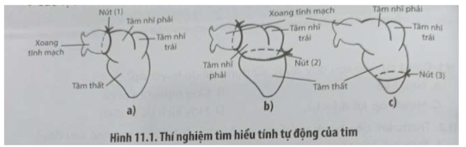 Bài 11.7 trang 38 SBT Sinh học 11: Để chứng minh tính tự động của tim ếch, người ta dùng chỉ thắt ba nút ở các vị trí khác nhau của tim như Hình 11.1.