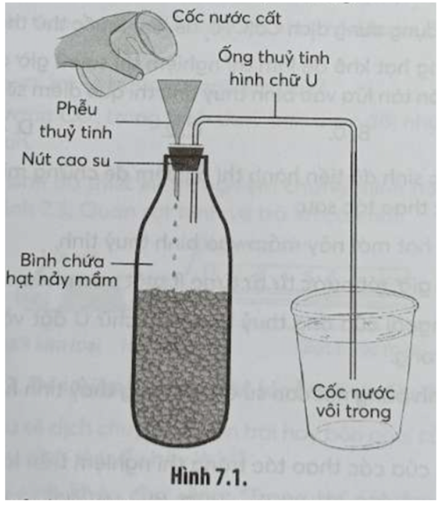 Bài 7.3 trang 24 SBT Sinh học 11: Để kiểm chứng cho kết quả thí nghiệm ở Hình 7.1, ta có thể sử dụng công thức thí nghiệm nào sau đây để cho kết quả nhanh nhất?
