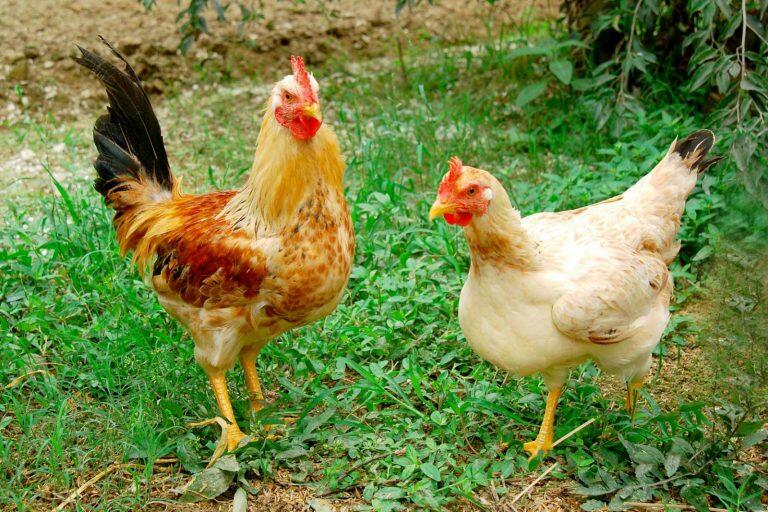 Đề xuất bốn loại nguyên liệu (thuộc bốn nhóm dinh dưỡng) có sẵn trong gia đình, địa phương em phù hợp để làm thức ăn cho gà