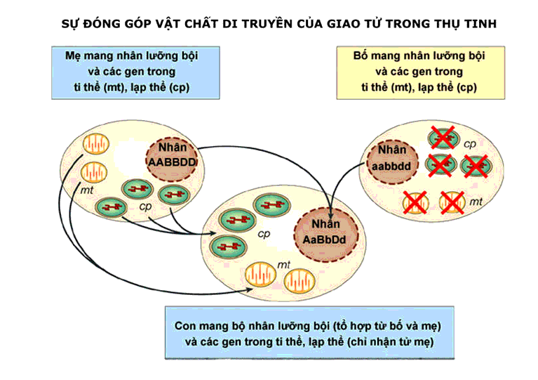 Di truyền chéo là gì