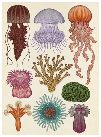 Điểm giống nhau giữa sứa hải quỳ và san hô?