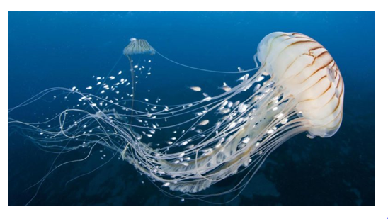 Điểm giống nhau giữa sứa hải quỳ và san hô? (ảnh 2)