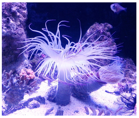 Điểm giống nhau giữa sứa hải quỳ và san hô? (ảnh 3)