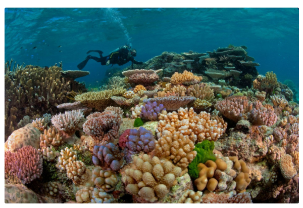 Điểm giống nhau giữa sứa hải quỳ và san hô? (ảnh 4)