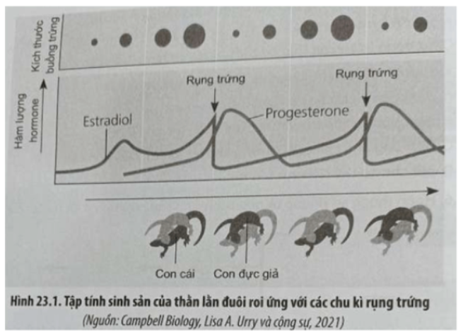 Câu 23.10 trang 79 SBT Sinh học 11: Đọc đoạn thông tin sau và trả lời câu hỏi: Thằn lằn đuôi roi (Aspidoscelis uniparens) ở vùng đồng cỏ sa mạc là loài chỉ toàn con cái mà không có con đực.