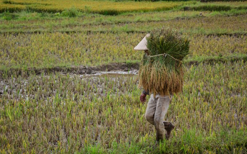 Đọc hiểu bài thơ Mảnh hồn làng (Mảnh hồn làng trong bà)