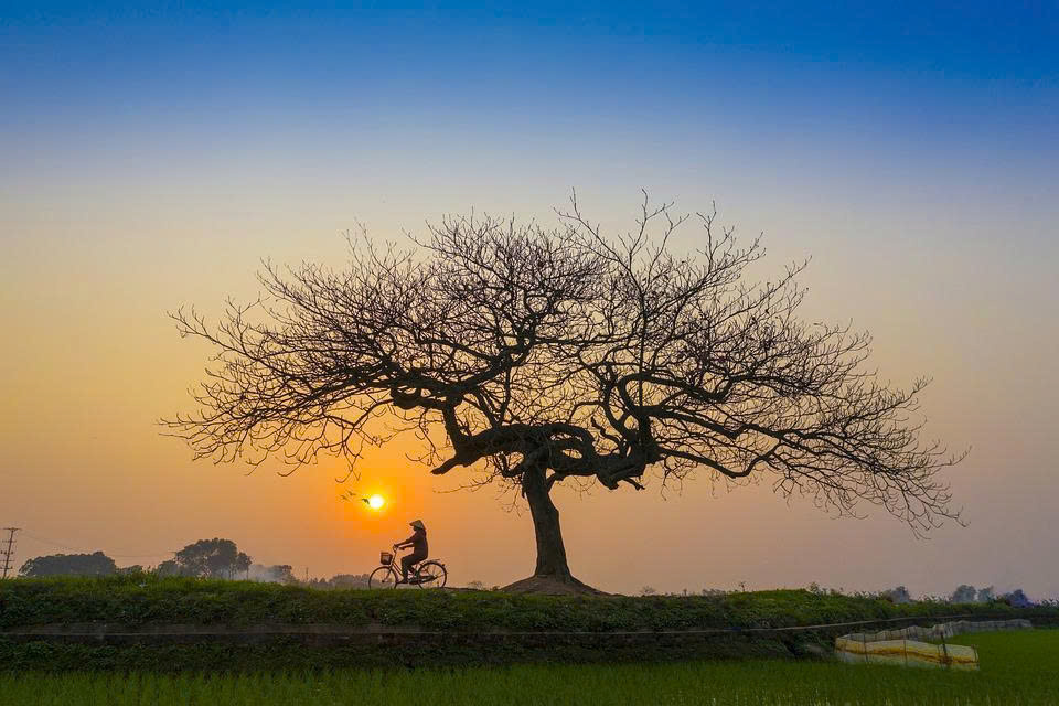 Đọc hiểu Buổi chiều rất êm ả (Nắng trong vườn)