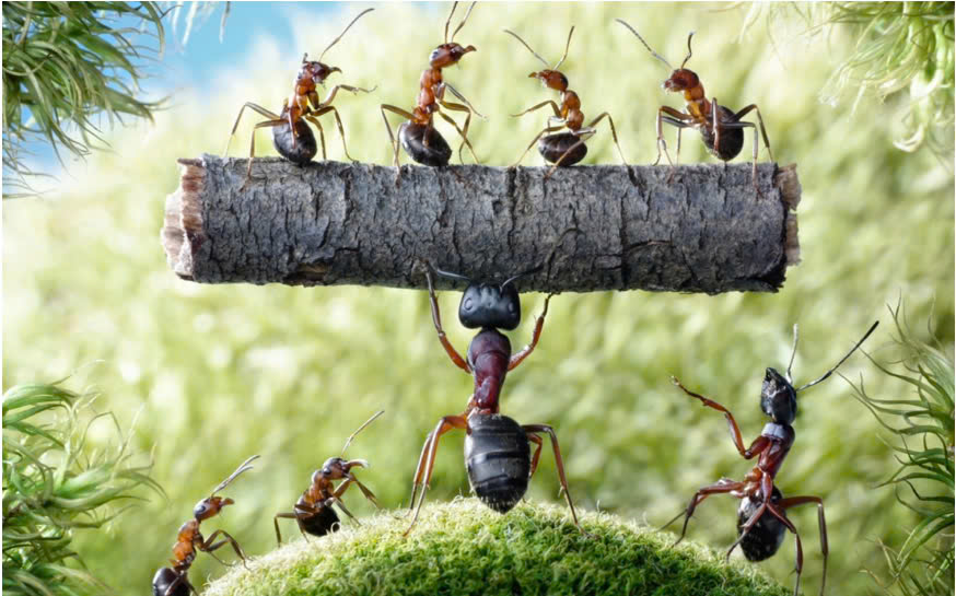 Đọc hiểu Câu trả lời của bầy kiến
