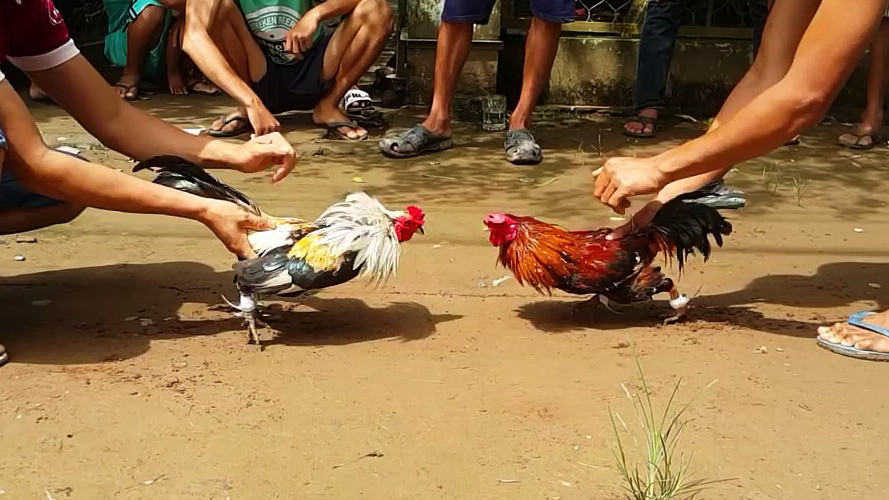 Đọc hiểu Đá gà cái thú giải khuây (thông lệ hàng năm)
