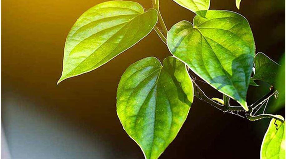 Đọc hiểu Đánh thức Trầu