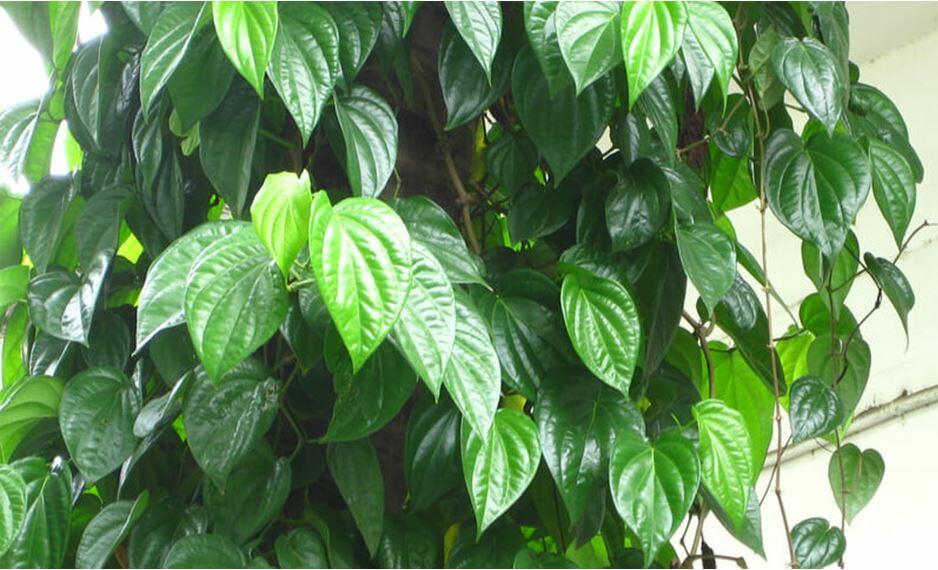 Đọc hiểu Đánh thức Trầu
