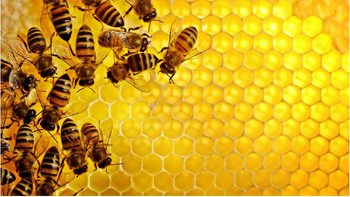 Đọc hiểu Hành trình của bầy ong hay nhất thi THPT Quốc gia