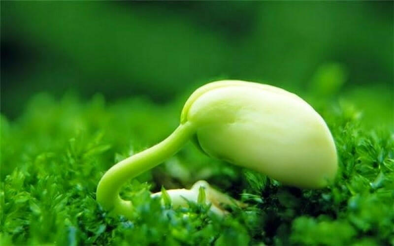 Đọc hiểu Kẹo mầm