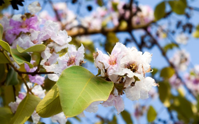 Đọc hiểu Năm mươi tuổi, tôi trở lại Tam Thăng