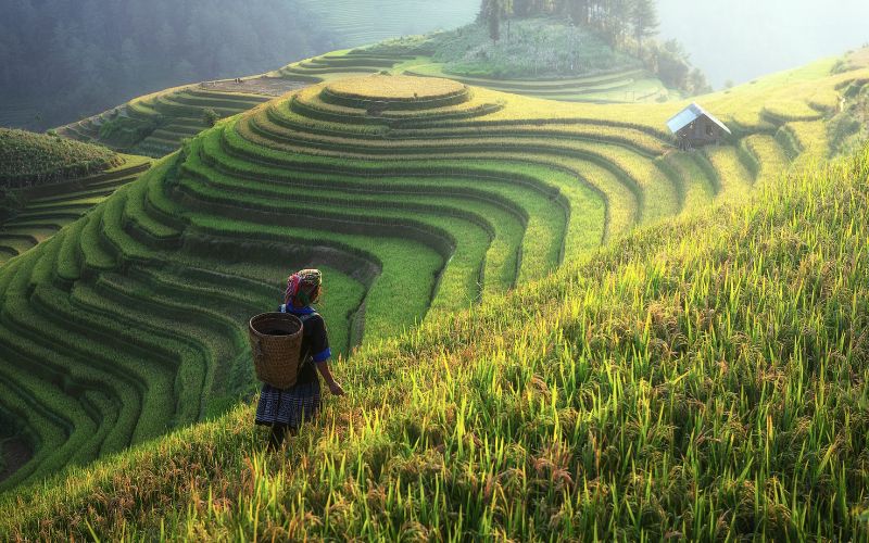 Đọc hiểu Phạm Tải - Ngọc Hoa