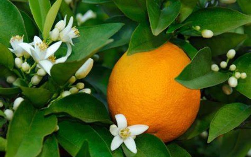 Đọc hiểu Thương mến tỏa hương