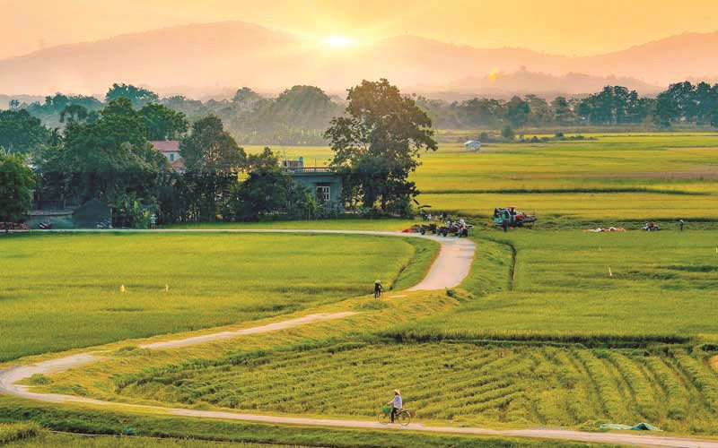 Đọc hiểu Thương nhớ đồng quê