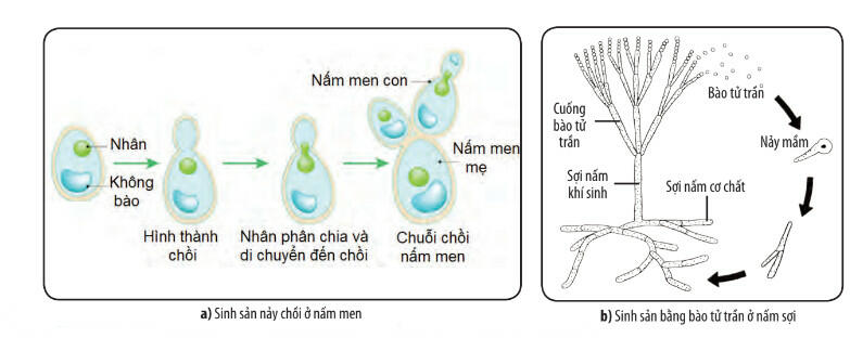 Hãy phân biệt các hình thức sinh sản của vi sinh vật nhân sơ và vi sinh vật nhân thực? (ảnh 2)