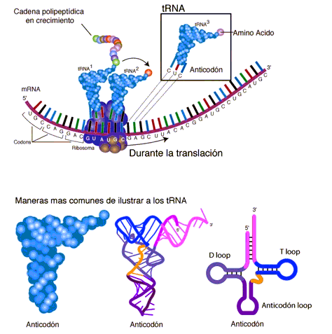 Đọc thông tin và quan sát hình trong mục II. 4b, phân biệt các loại RNA về cấu trúc và chức năng?