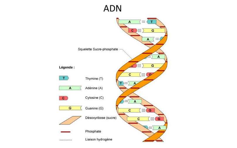 Cơ chế nhân đôi của ADN trong nhân là cơ sở
