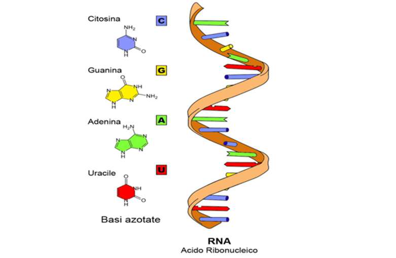 [ĐÚNG NHẤT] Đơn phân của ARN gồm?