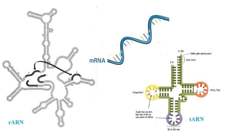 [ĐÚNG NHẤT] Đơn phân của ARN gồm? (ảnh 2)