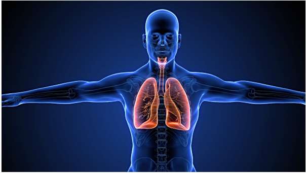 [ĐÚNG NHẤT] Đơn vị cấu tạo của phổi là?