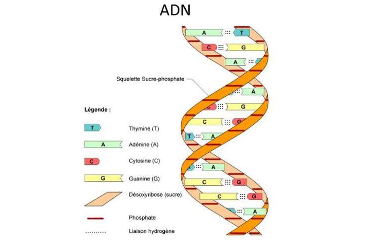 [CHUẨN NHẤT] Đơn vị cấu tạo nên ADN là?