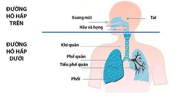 Đơn vị trao đổi khí ở phổi gọi là