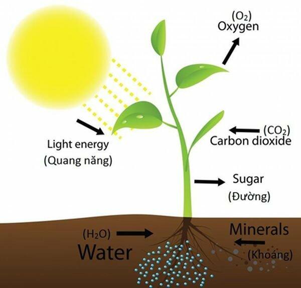 dự đoán của giả thuyết và thiết kế thí nghiệm kiểm chứng giả thuyết cho rằng CO2 cần cho quá trình quang hợp ở cây xanh