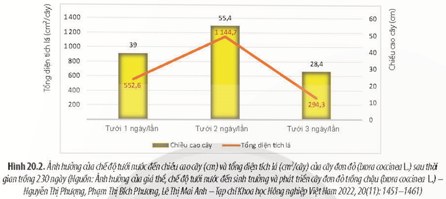 Câu 20.3 trang 71 SBT Sinh học 11: Dựa vào Hình 20.2 (SGK, trang 133), nếu lấy số liệu khi tưới 1 ngày/lần làm chuẩn, hãy tính tỉ lệ phần trăm so sánh về chiều cao cây và tổng diện tích lá của cây đơn đỏ khi tưới 2 ngày/lần và tưới 3 ngày/lần.