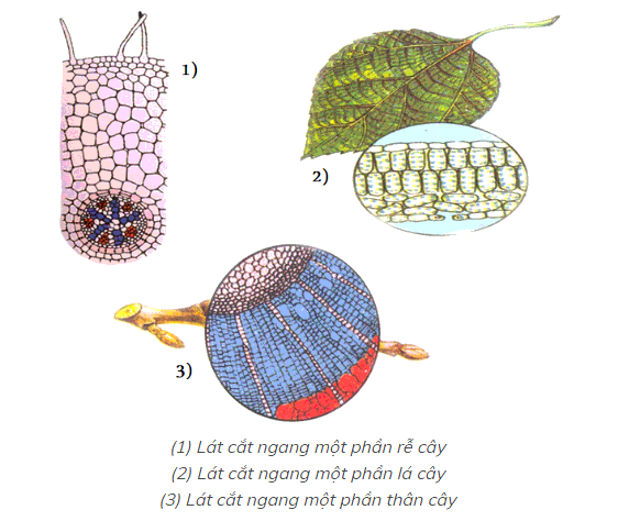 Dựa vào Hình 9.2, hãy lập bảng so sánh cấu tạo tế bào thực vật và động vật (ảnh 2)