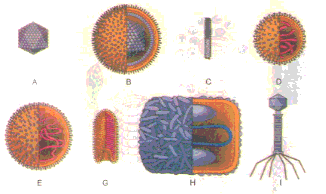 Dựa vào hình thái ngoài, virut được phân chia thành các dạng nào sau đây