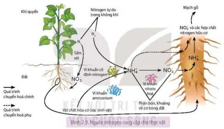 các nguồn cung cấp nitrogen cho cây