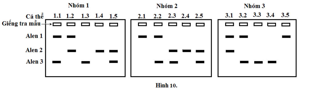 Đúng sai Sinh 12 Di truyền quần thể (ảnh 6)